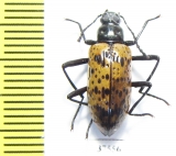 Tenebrionidae sp.  Honduras - INSECTS-STORE.RU