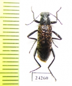 Tenebrionidae sp.  Panama - INSECTS-STORE.RU