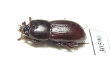 Tenebrionidae sp.  Venezuela - INSECTS-STORE.RU
