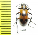 Tenebrionidae sp.  Costa Rica - INSECTS-STORE.RU