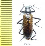 Tenebrionidae sp.  Costa Rica - INSECTS-STORE.RU