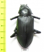 Tenebrionidae sp.  Costa Rica - INSECTS-STORE.RU