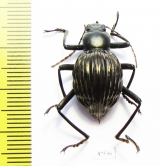 Tenebrionidae sp.  Costa Rica  24mm - INSECTS-STORE.RU