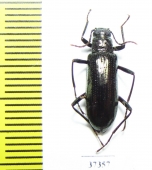 Tenebrionidae sp.  Ecuador - INSECTS-STORE.RU