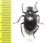 Tenebrionidae sp.  Ecuador - INSECTS-STORE.RU