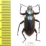 Tenebrionidae sp.  Ecuador - INSECTS-STORE.RU