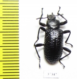 Tenebrionidae sp.  Ecuador - INSECTS-STORE.RU