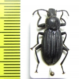 Tenebrionidae sp.  Peru - INSECTS-STORE.RU