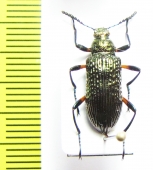 Tenebrionidae sp.  Peru - INSECTS-STORE.RU