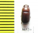 Tenebrionidae sp.  Peru - INSECTS-STORE.RU