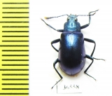 Tenebrionidae sp.  Peru - INSECTS-STORE.RU