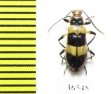 Tenebrionidae sp.  Peru - INSECTS-STORE.RU