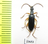 Tenebrionidae sp.  Peru - INSECTS-STORE.RU