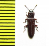 Tenebrionidae sp.  Peru - INSECTS-STORE.RU