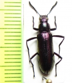 Tenebrionidae sp.  Peru - INSECTS-STORE.RU