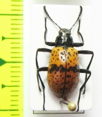 Tenebrionidae sp.  Peru - INSECTS-STORE.RU