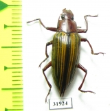 Tenebrionidae sp.  Peru - INSECTS-STORE.RU