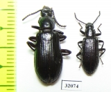 Tenebrionidae sp.  Peru - INSECTS-STORE.RU