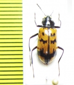 Tenebrionidae sp.  Peru - INSECTS-STORE.RU