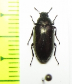 Tenebrionidae sp.  Peru - INSECTS-STORE.RU