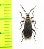 Tenebrionidae sp.  Peru - INSECTS-STORE.RU