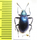 Tenebrionidae sp.  Peru - INSECTS-STORE.RU