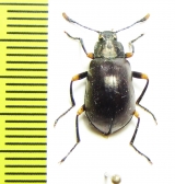 Tenebrionidae sp.  Peru - INSECTS-STORE.RU