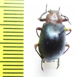 Tenebrionidae sp.  Peru - INSECTS-STORE.RU