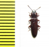 Tenebrionidae sp.  Peru - INSECTS-STORE.RU