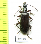 Tenebrionidae sp.  Peru - INSECTS-STORE.RU