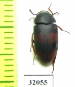 Tenebrionidae sp.  Peru - INSECTS-STORE.RU