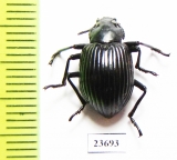 Tenebrionidae sp.  Peru - INSECTS-STORE.RU