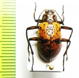 Tenebrionidae sp.  Peru - INSECTS-STORE.RU