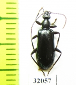 Tenebrionidae sp.  Peru - INSECTS-STORE.RU