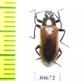 Tenebrionidae sp.  Peru - INSECTS-STORE.RU