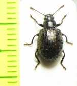 Tenebrionidae sp.  Peru - INSECTS-STORE.RU