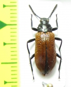 Tenebrionidae sp.  Peru - INSECTS-STORE.RU