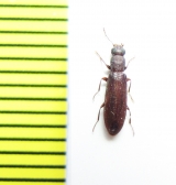 Tenebrionidae sp.  Peru - INSECTS-STORE.RU