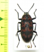 Cymatothes nebulosus  Peru - INSECTS-STORE.RU