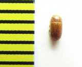 Neomida cloides  Peru - INSECTS-STORE.RU