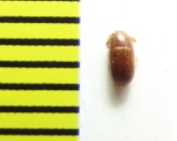 Neomida cloides  Peru - INSECTS-STORE.RU