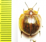 Nilio sp.  Peru - INSECTS-STORE.RU