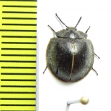 Nilio sp.  Peru - INSECTS-STORE.RU