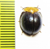 Nilio sp.  Peru - INSECTS-STORE.RU