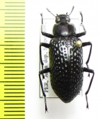 Nuptis cornuta  Peru - INSECTS-STORE.RU