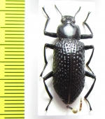 Nuptis cornuta  Peru - INSECTS-STORE.RU