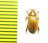 Phaleria gayi  Peru - INSECTS-STORE.RU