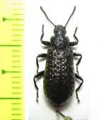 Phymatesthes sp.  Peru - INSECTS-STORE.RU