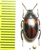 Platydema sp.  Peru - INSECTS-STORE.RU