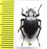 Psectrascelis escobari  Peru - INSECTS-STORE.RU